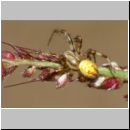 Araneus quadratus - Vierfleckkreuzspinne m01a 8mm - Sandgrube OS-Wallenhorst.jpg